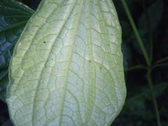 Piper capense capense