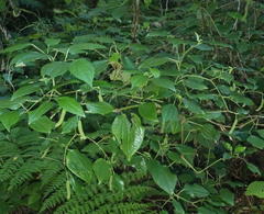 Piper capense capense