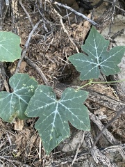 Cucurbita palmata