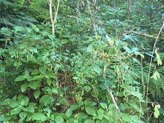 Piper capense capense