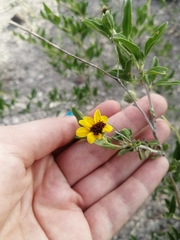 Encelia palmeri