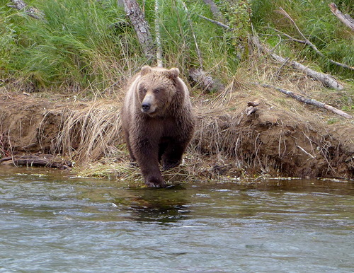 Brown Bear