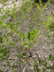 Encelia palmeri