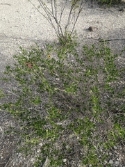 Encelia palmeri