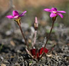 Oxalis reflexa