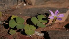 Oxalis reflexa