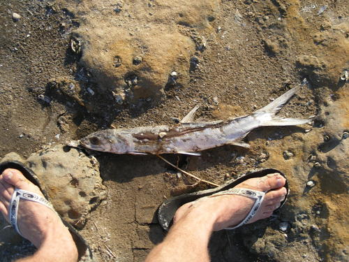 Elops machnata