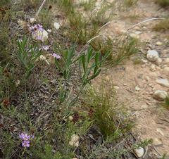 Heliophila linearis
