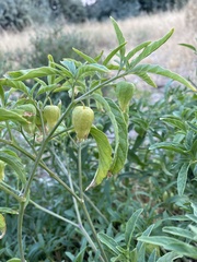Physalis longifolia longifolia