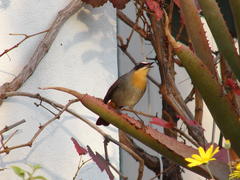 Cossypha caffra caffra