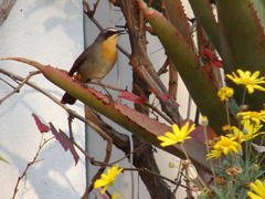 Cossypha caffra caffra