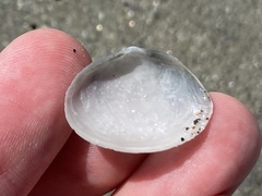 Cryptomya californica