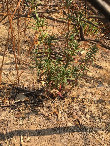iNaturalist observation photo of orange bush monkeyflower