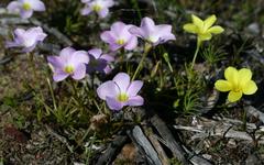 Oxalis flava flava