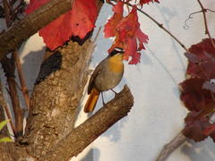 Cossypha caffra caffra