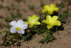 Oxalis flava flava
