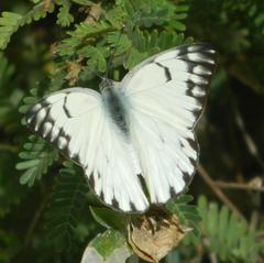 Belenois gidica abyssinica