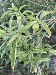 Physalis longifolia longifolia