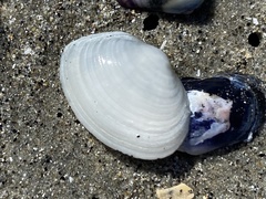 Cryptomya californica