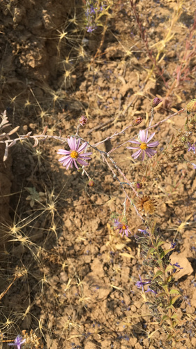 iNaturalist observation photo of California Aster