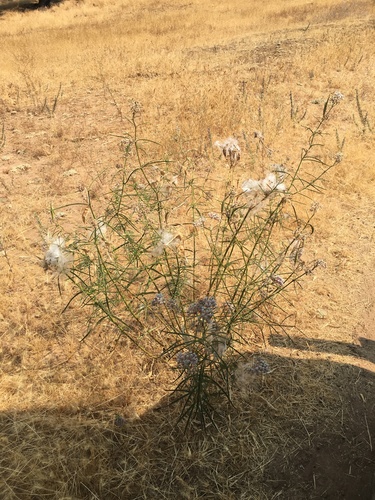 iNaturalist observation photo of narrowleaf milkweed