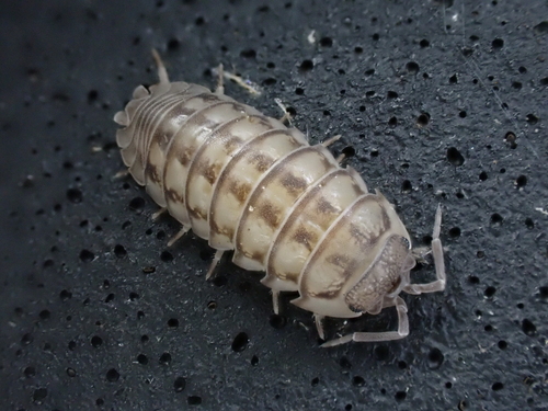 Nosy Pill Woodlouse photo 6