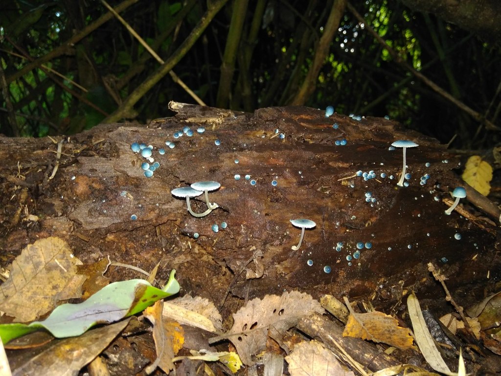 Mycena cyanocephala · April 2018 · photo: © cristianriquelme (iNaturalist, cc-by)