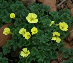 Oxalis lasiorrhiza