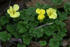Oxalis lasiorrhiza
