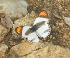 Colotis euippe omphale