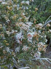 Agathosma foetidissima