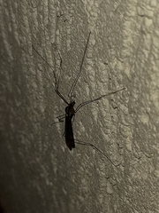 Ischnotoma