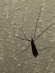 Ischnotoma