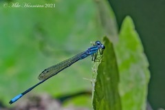 Acanthagrion quadratum