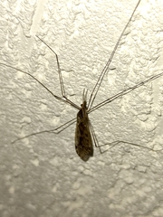 Ischnotoma