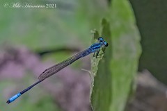 Acanthagrion quadratum