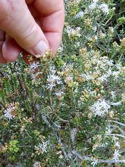 Agathosma foetidissima