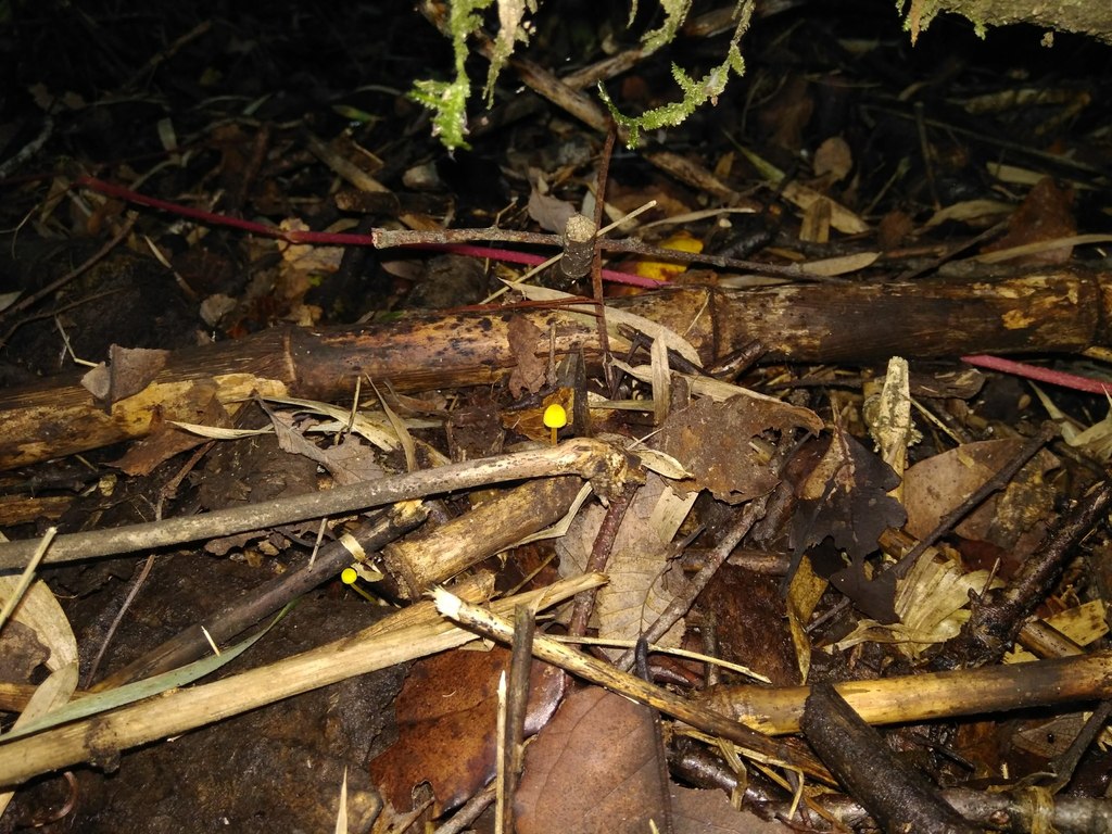 Mycena chusqueophila · April 2018 · photo: © cristianriquelme (iNaturalist, cc-by)