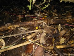 Mycena chusqueophila