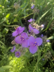 Tradescantia gigantea