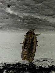 Ochropleura implecta