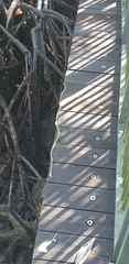 Chrysopelea