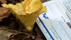Cantharellus flavus