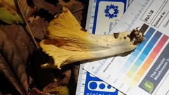 Cantharellus flavus