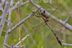 Macrothemis imitans