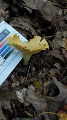 Cantharellus flavus