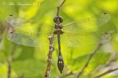 Macrothemis imitans