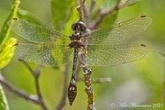 Macrothemis imitans