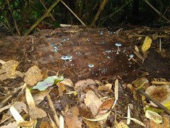 Mycena cyanocephala