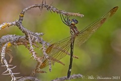 Macrothemis inequiunguis